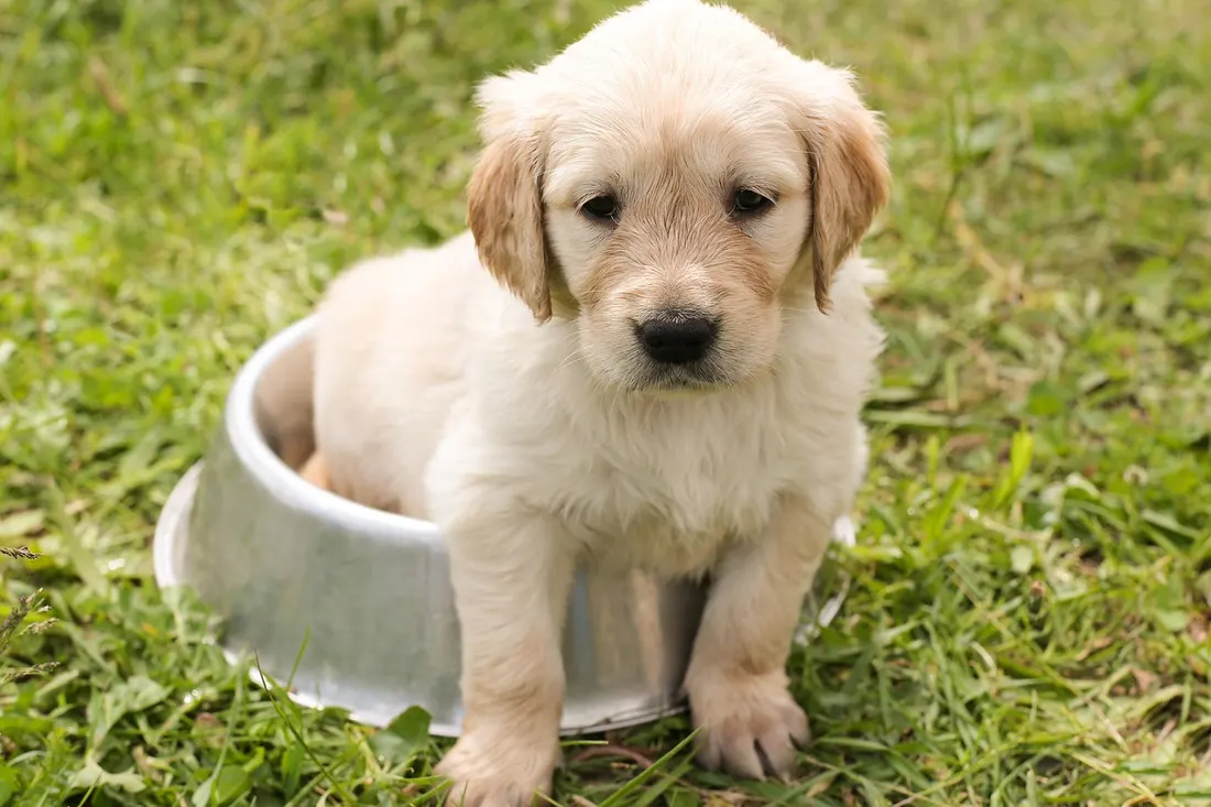 芝生の上でボウルに入って座るゴールデンレトリバーの子犬