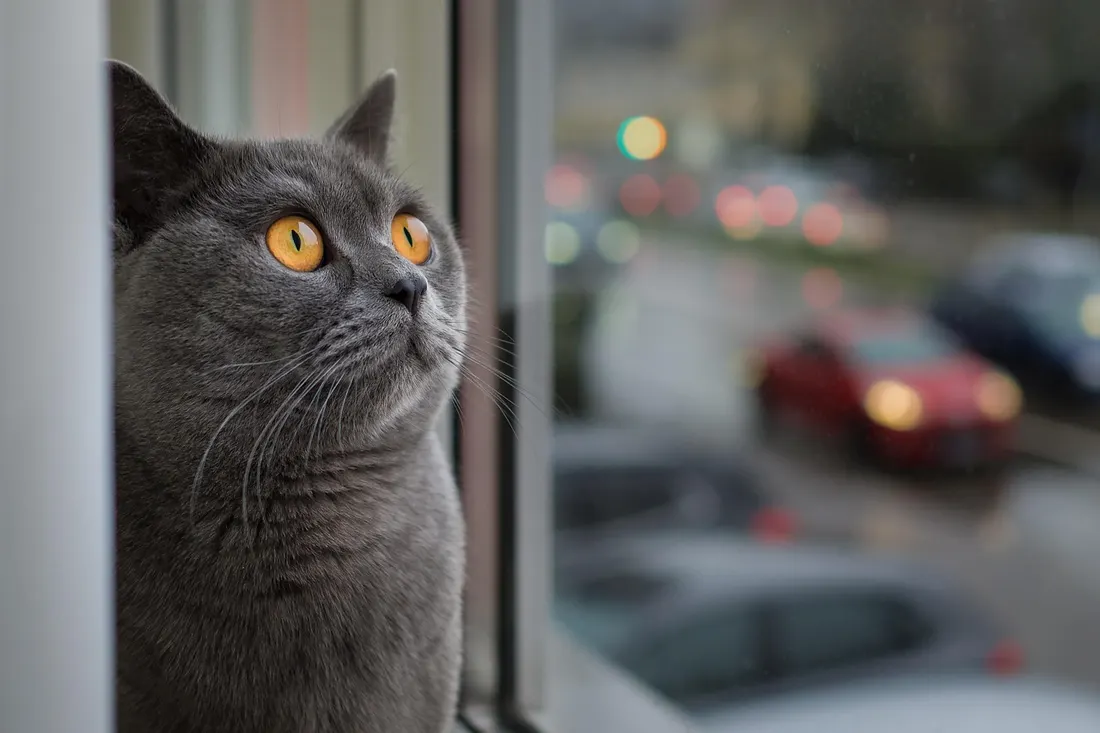 窓の外をじっと見つめる灰色の猫