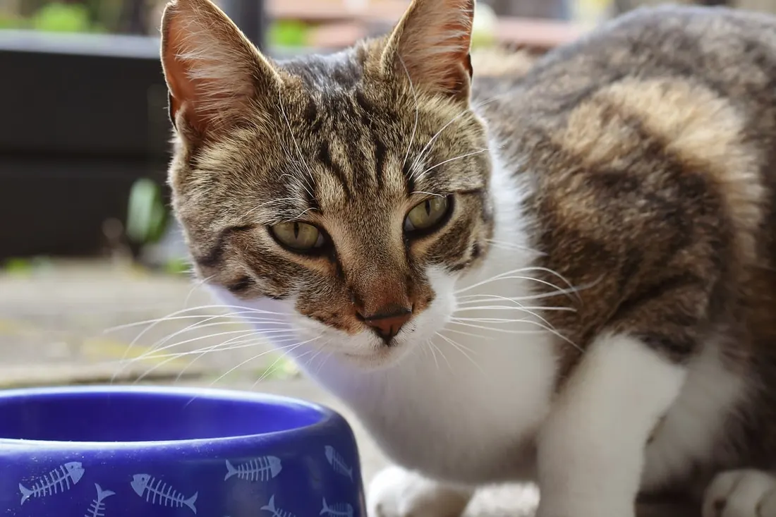 青い食器でごはんを食べる猫