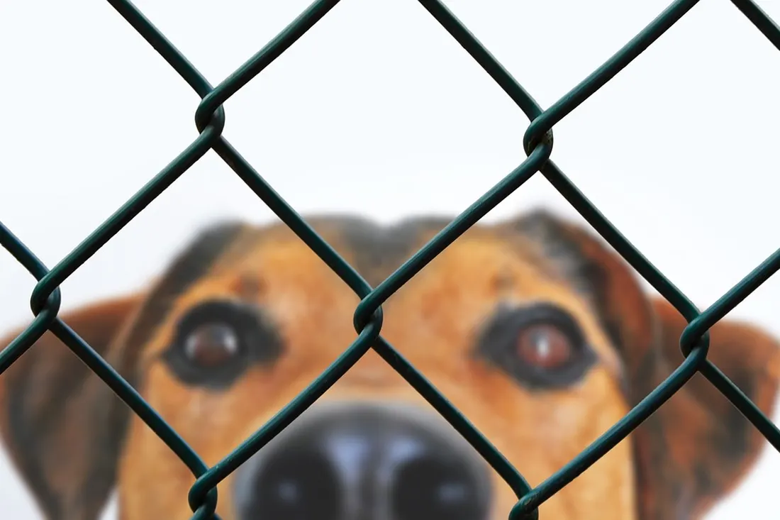 フェンス越しにこちらを見つめる保護犬