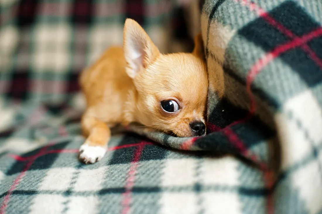 プレードの毛布の上でくつろぐ子犬