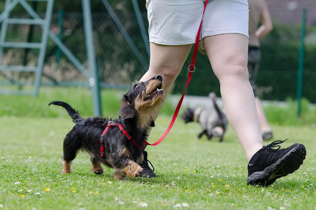 リードをつけてトレーニング中の犬と飼い主