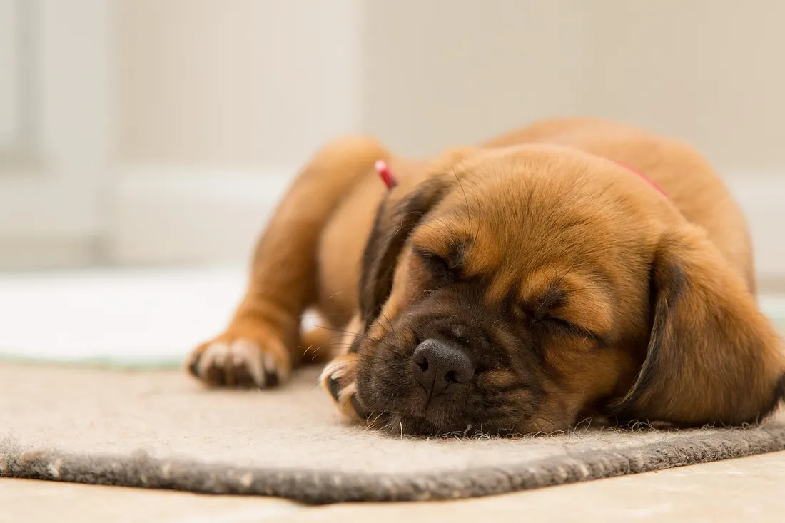 マットの上で眠る茶色の子犬