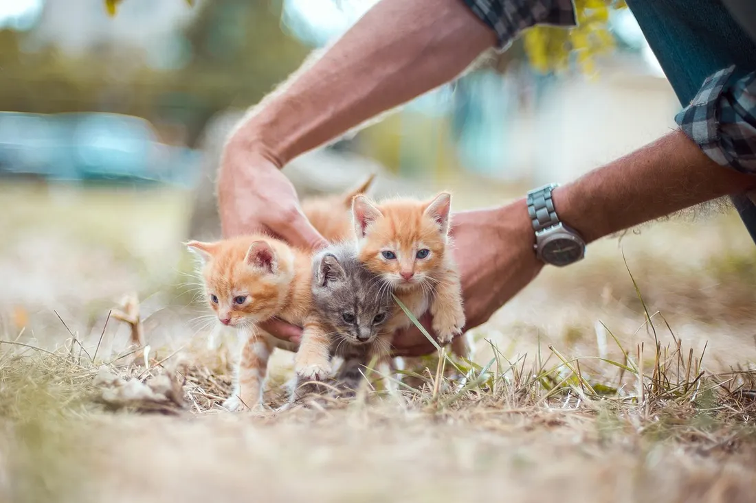 人の手に寄り添う2匹の子猫
