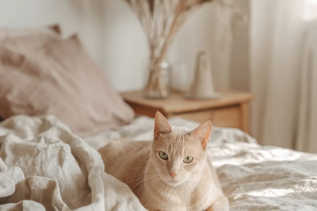 ベッドの上でくつろぐ薄茶色の猫