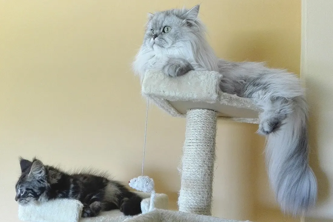 キャットタワーでくつろぐ2匹の猫