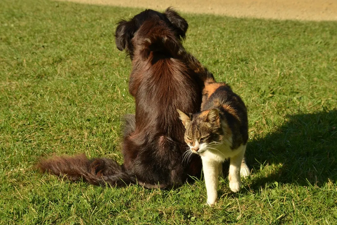 芝生の上に並んで座る犬と猫